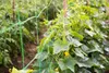 Pflanzennetz Ranknetz 1,8 x 5m Rankhilfe Gartennetz Produktbild-Vorschau 5