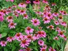 Stauden Gänge 3 x Echinacea purpurea ‚PowWow Wild Berry' - Produktbild-Vorschau 3