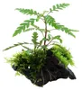 Aquarium Pflanze Hygrophila pinnatifida und Moos auf Wurzel Produktbild-Vorschau 2