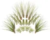 Tillandsien 20er-Mix, Tillandsia, Bromeliengewächs Produktbild-Vorschau 1