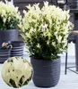 A potted plant with variegated leaves sits on a table, with other pots in the background. Produktbild-Vorschau
