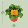 Peperomia Rana Verde - roslina doniczkowa, srednica 11cm, Podgląd zdjęcia produktu 2