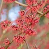 Hamamelis x intermedia 'Ruby Glow', toverhazel, 2-liter pot Productafbeelding-voorbeeld 1