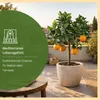 Meine Orangerie Orangenbaum Mezzo - echte Orange - Produktbild-Vorschau 2