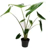 Alocasia zebrina – Tiger Arrow Leaf – Topf 14 cm – Höhe Produktbild-Vorschau 1