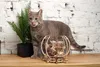 A grey cat is licking its lips next to a wooden 3D puzzle of an aquarium. Podgląd zdjęcia produktu