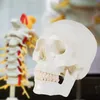 MedMod anatomisches Schädel Modell, lebensgroßes Produktbild-Vorschau 6
