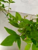 A close-up of green leaves and branches of a plant. Náhľad obrázku produktu