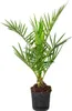 Bloomique - Phoenix Canariensis - Kanarische Dattelpalme - Produktbild-Vorschau 1
