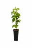 Lampone "Malling Promise" 50-70 cm - lampone da giardino ad Anteprima dell’immagine prodotto 4