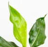 Strelitzia Reginae - Paradiesvogelpflanze - Produktbild-Vorschau 3