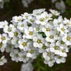 2 x  Rispenspiere  - Spiraea cinerea 'Grefsheim'  | 40-60 Produktbild-Vorschau 2