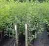 Sauerkirsche `Morellenfeuer´ - Niedrigstamm, 120-140cm im Produktbild-Vorschau 3