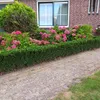 Couvre-sol - Fusain rampant - Euonymus japonicus 'Green Voir les images du produit 1