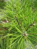 Pinus densiflora Jane Kluis - Japanische Rotkiefer Jane Produktbild-Vorschau 2
