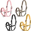 Four horse halters in different colors are displayed against a white background. Produktbild-Vorschau