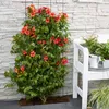 Bloomique - Zestaw 2 szt. - Campsis Radicans Flamengo - Podgląd zdjęcia produktu 1