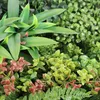 Primaflor Kunstpflanzen Wand JADE C 100x100cm Blumenwand Produktbild-Vorschau 4