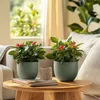 Wilczomlecz okazały - Euphorbia 'Milii' - Wysokość 25-35cm Podgląd zdjęcia produktu 6