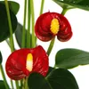 Anthurium andreanum Baby Anthurium mini rastlina 7 cm Náhľad obrázku produktu 2