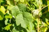 Vitis vinifera 'Erdbeertraube', Weinrebe, süß, 80–100 cm Produktbild-Vorschau 8