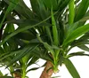 Dehner Yucca-Palme, Yucca elephantipes, Palmlilie, Produktbild-Vorschau 2