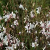 6 x Gaura lindheimeri 'Whirling Butterflies'  | Vaso 9 cm x Anteprima dell’immagine prodotto 2