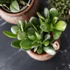 Kolibri Greens | Groene Pflanze - Sukkulente Crassula Ovata Produktbild-Vorschau 8