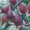 Captivator fast dornenlose Stachelbeere rote Früchte Produktbild-Vorschau 2