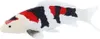 Mojo Sealife Koi Karper - Showa Sanshoku Koi - 381103 Podgląd zdjęcia produktu 6