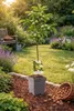 Echte Walnuss 100–120 cm (Juglans regia) – winterharter Produktbild-Vorschau 1
