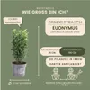 Plants by Frank | Grüne Spindelstrauch Hecke | Euonymus Produktbild-Vorschau 7