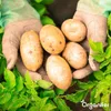Wióry rogowe 1-6 mm Nawóz azotowy organiczny (5 kg na 50 Podgląd zdjęcia produktu 4