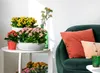 Bloomique - Lot de 3 - Kalanchoé - Fleurs jaunes - Plante Voir les images du produit 2
