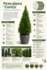 Picea glauca Conica 50 cm Zuckerhutfichte Zwergfichte Produktbild-Vorschau 2