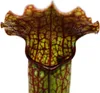 Rúrkovitá rastlina - Sarracenia - Odroda Prekvapenie - 9cm Náhľad obrázku produktu 4