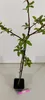 A small plant in a black pot on a light gray surface with a white background. Produktbild-Vorschau