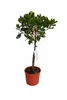 Erdbeerbaum Stämmchen 80–100 cm (Arbutus unedo) – Produktbild-Vorschau 4