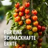 COMPO  Obst- und Gemüsedünger 2,5 Liter Produktbild-Vorschau 7