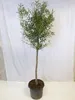 [Palmenlager] XL Olivenbaum 180 cm "Olea europea" kräftiger Produktbild-Vorschau 1