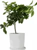 A potted citrus tree with green leaves and a few small green fruits, set against a white background. Produktbild-Vorschau