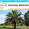 SAFLAX Darčeková sada - Kanársky datlovník - Phoenix Náhľad obrázku produktu 4