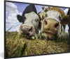 MuchoWow® MuchoWow® Gerahmtes Poster Kühe - Heu - Porträt Produktbild-Vorschau 1