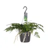 Humata tyermannii Bärenfußfarn Ø 17 cm - Höhe 20 cm - Produktbild-Vorschau 1