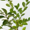 Prunus 'Athos'® Jedinečný čerešňový ker, 3 l kvetináč Náhľad obrázku produktu 3