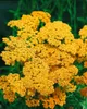 Achillea millefolium 'Terracotta', Schafgarbe, orange, ca. Produktbild-Vorschau 10