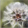 ARTland Leinwandbild Pusteblume II Größe: 40x40 cm Produktbild-Vorschau 1