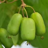 Actinidia Jumbo femmina 2L Anteprima dell’immagine prodotto 4
