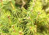 Kanadische Zuckerhut - Fichte Picea Glauca Conica 100 - 125 Produktbild-Vorschau 2
