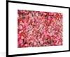 MuchoWow® Gerahmtes Poster Blumen - Farben - Rosen 90x60 cm Produktbild-Vorschau 1